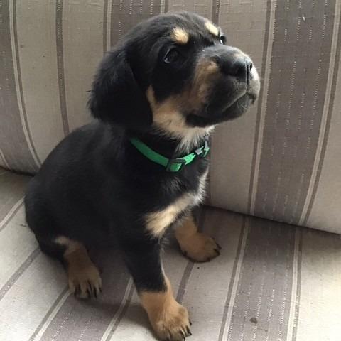 Enlarge Onyx, a Adoptable mixed breed in Calgary, AB image 2/6