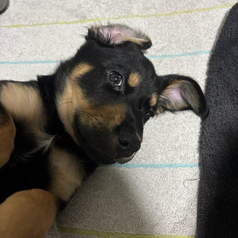 Enlarge Onyx, a Adoptable mixed breed in Calgary, AB image 3/6