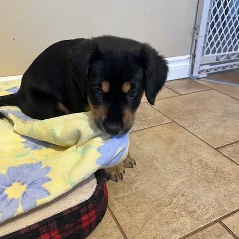 Enlarge Onyx, a Adoptable mixed breed in Calgary, AB image 4/6