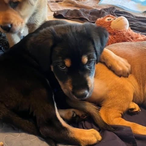 Enlarge Onyx, a Adoptable mixed breed in Calgary, AB image 5/6