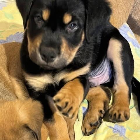 Enlarge Onyx, a Adoptable mixed breed in Calgary, AB image 6/6