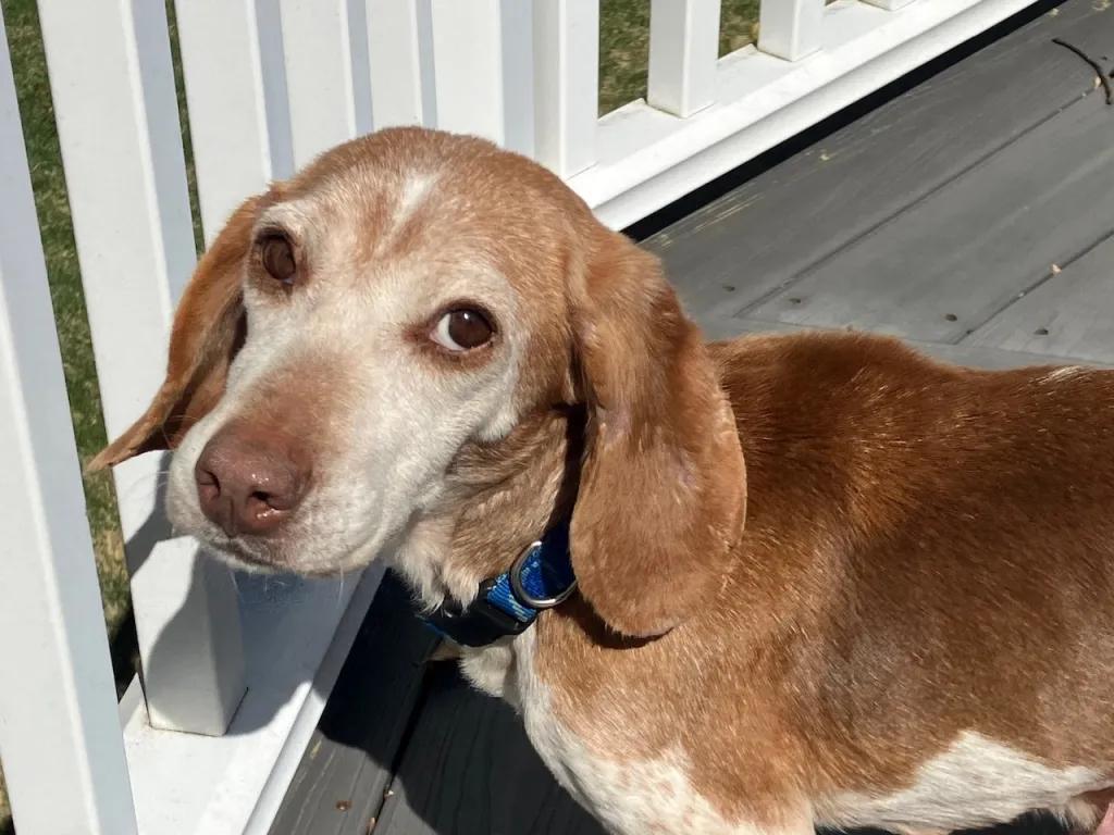 Enlarge Polly Charles, a ADOPTABLE Beagle in Waldorf, MD image 1/2
