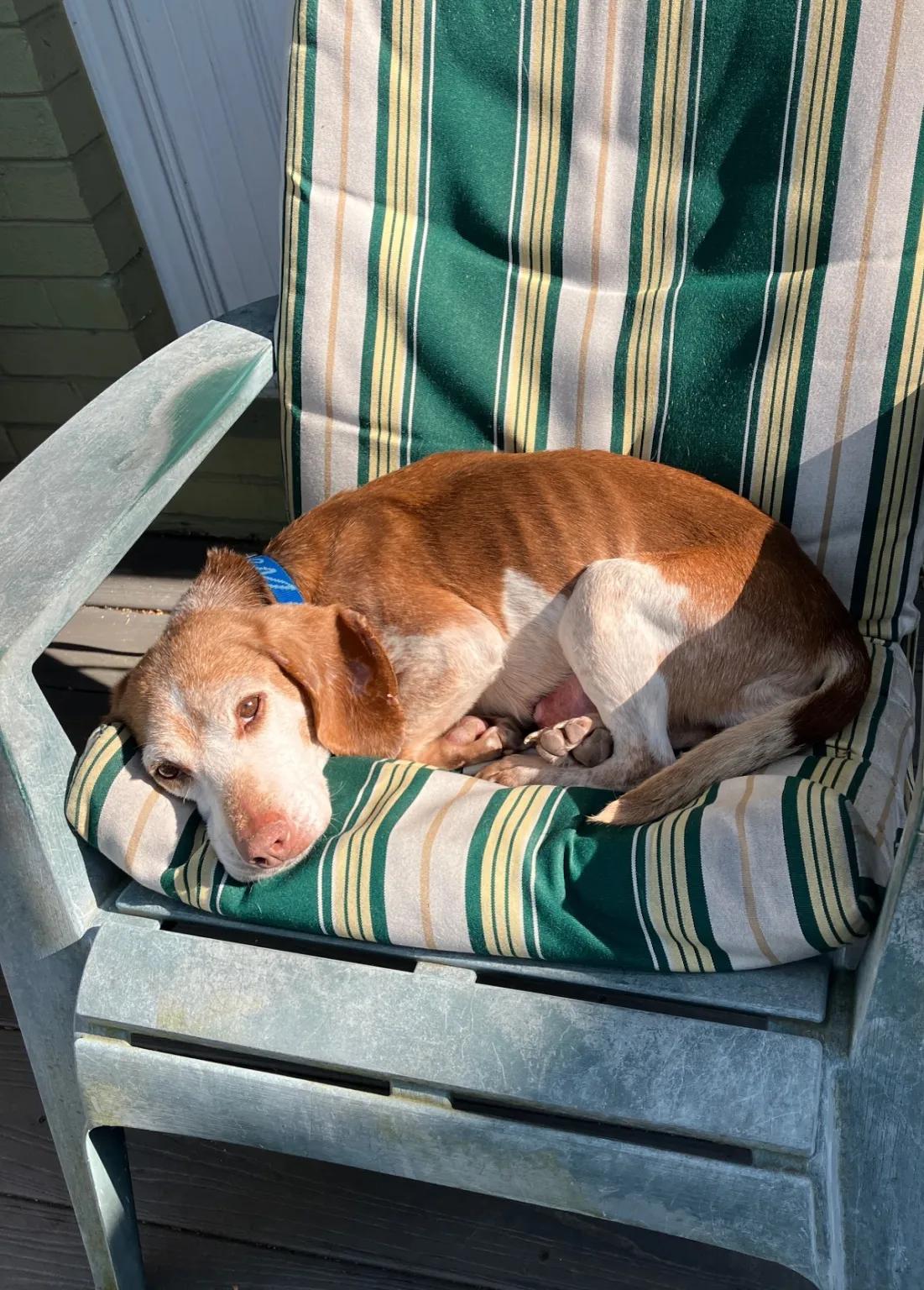 Enlarge Polly Charles, a ADOPTABLE Beagle in Waldorf, MD image 2/2