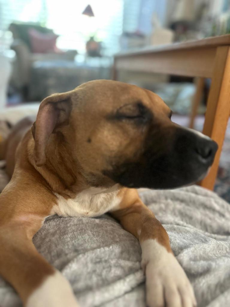 Cinnamon, Adoptable, Young Female Boxer & Mixed Breed.