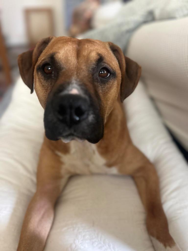 Enlarge Cinnamon, a Adoptable mixed breed in Detroit, MI image 2/6
