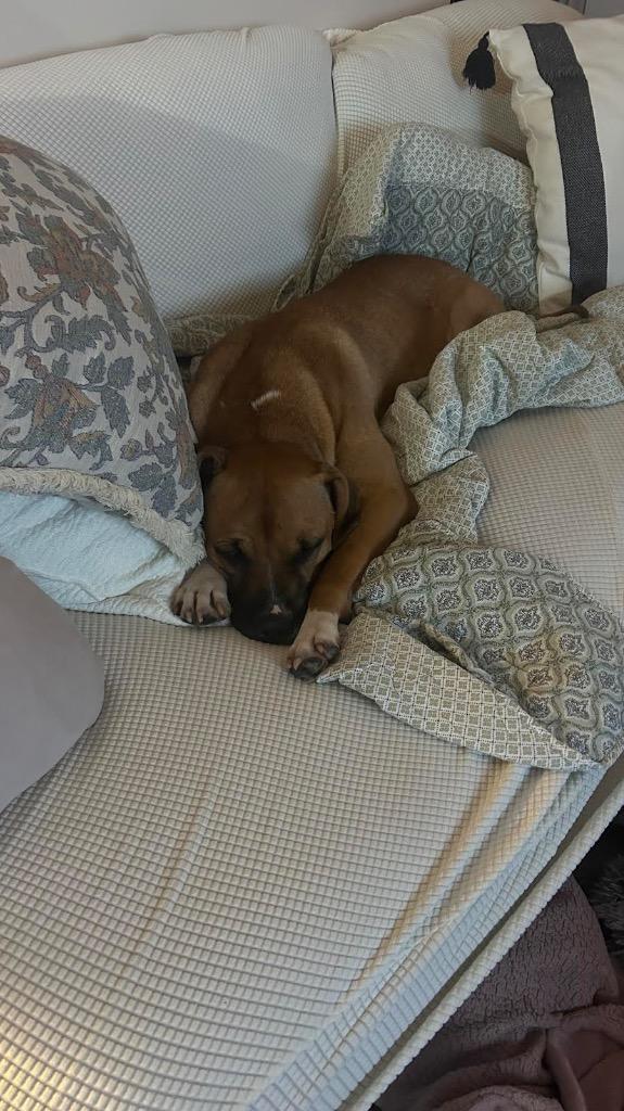 Enlarge Cinnamon, a Adoptable mixed breed in Detroit, MI image 4/6