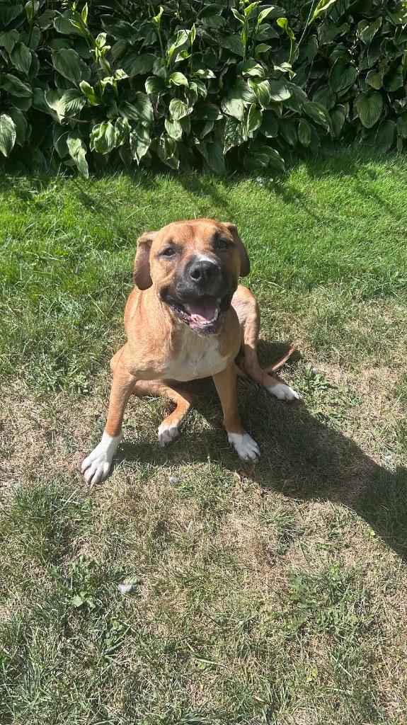 Enlarge Cinnamon, a Adoptable mixed breed in Detroit, MI image 5/6