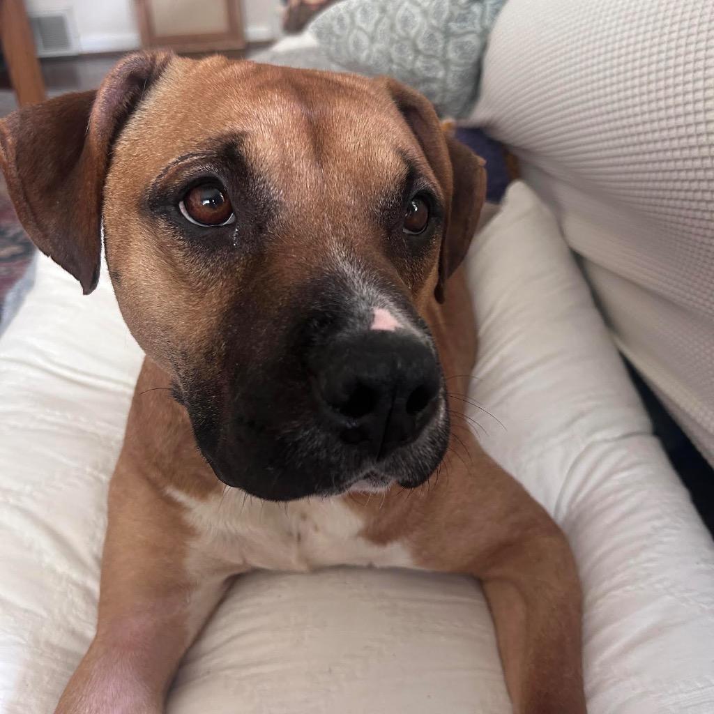 Enlarge Cinnamon, a Adoptable mixed breed in Detroit, MI image 6/6