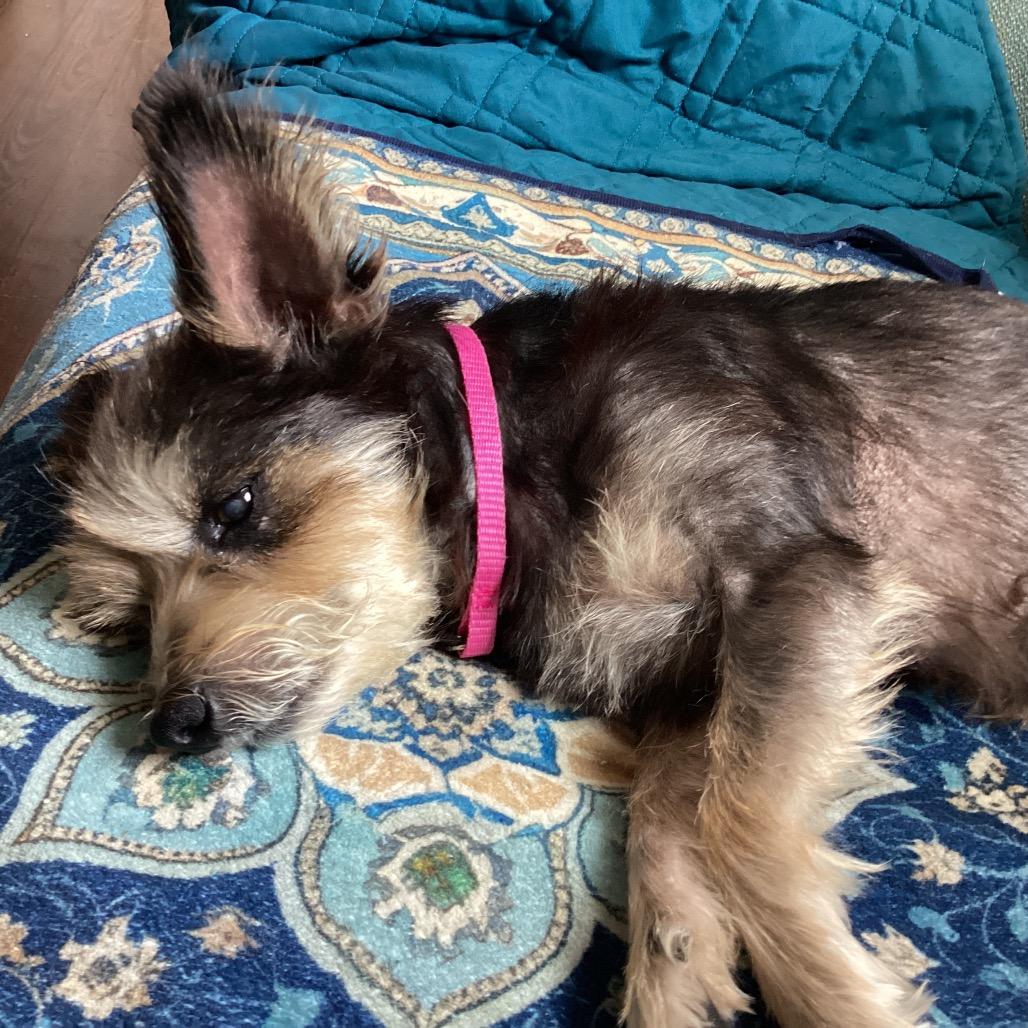 Bailey Too, Adoptable, Senior Female Miniature Schnauzer.