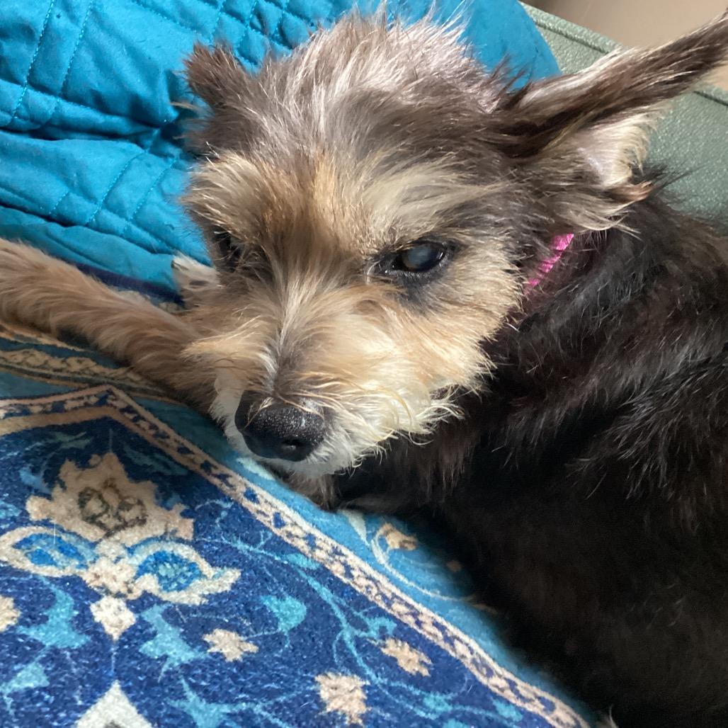 Enlarge Bailey Too, a Adoptable Miniature Schnauzer in New Orleans, LA image 2/2