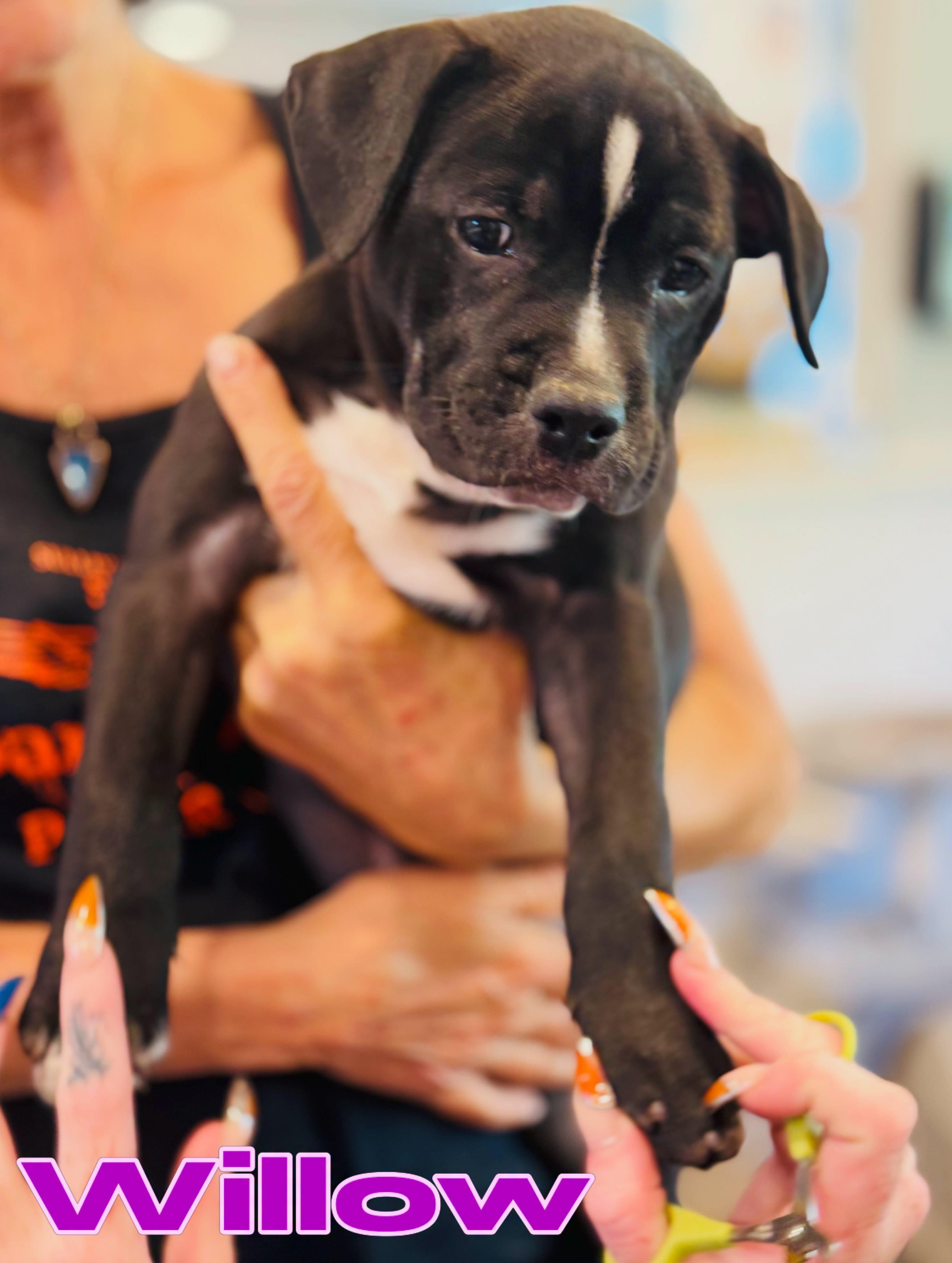 Enlarge Willow, a Adopted Pit Bull Terrier in Rock Hill, NY image 3/3