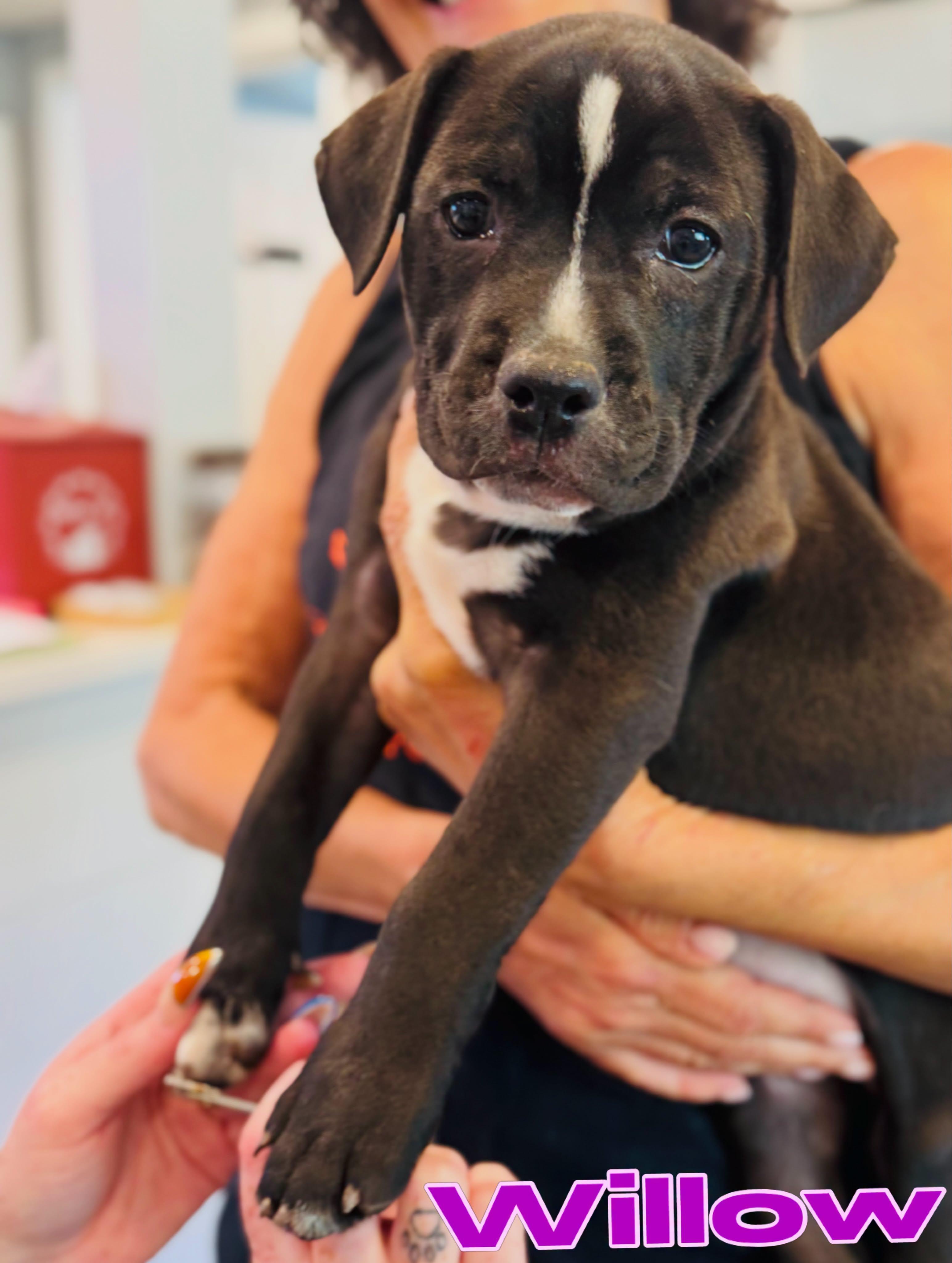 Enlarge Willow, a Adopted Pit Bull Terrier in Rock Hill, NY image 1/3