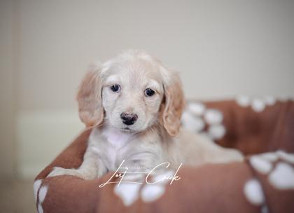 Fritter — thumbnail 2