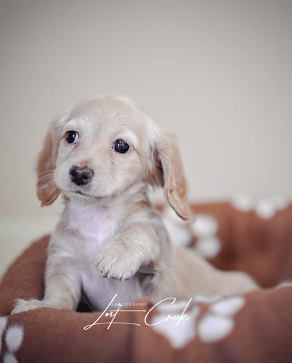 Fritter — thumbnail 3