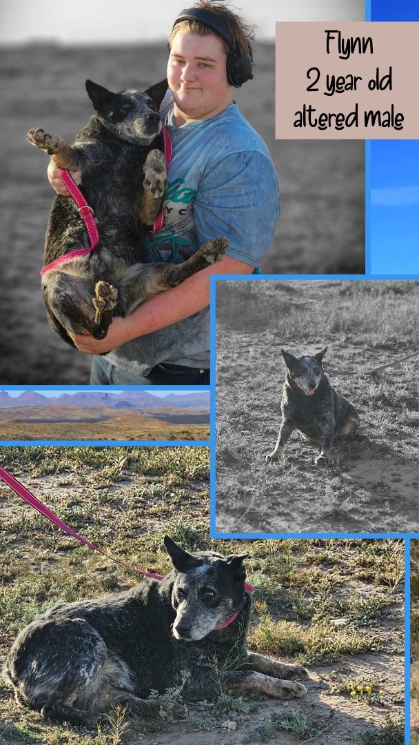 Enlarge Flynn, a Adoptable Australian Cattle Dog / Blue Heeler in Kermit, TX image 1/1