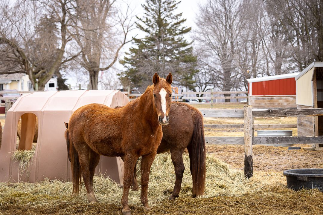 Kate - SPONSORSHIP ONLY, a Adoptable Saddlebred in Elkhart Lake, WI image 1/12