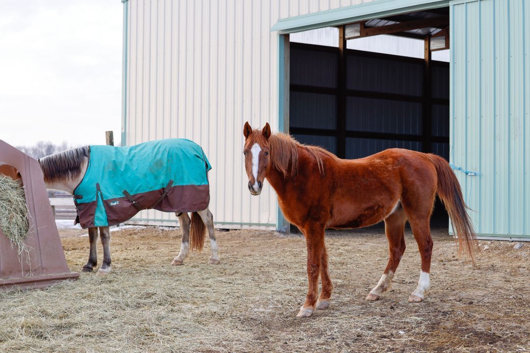 Kate - SPONSORSHIP ONLY, a Adoptable Saddlebred in Elkhart Lake, WI image 2/12