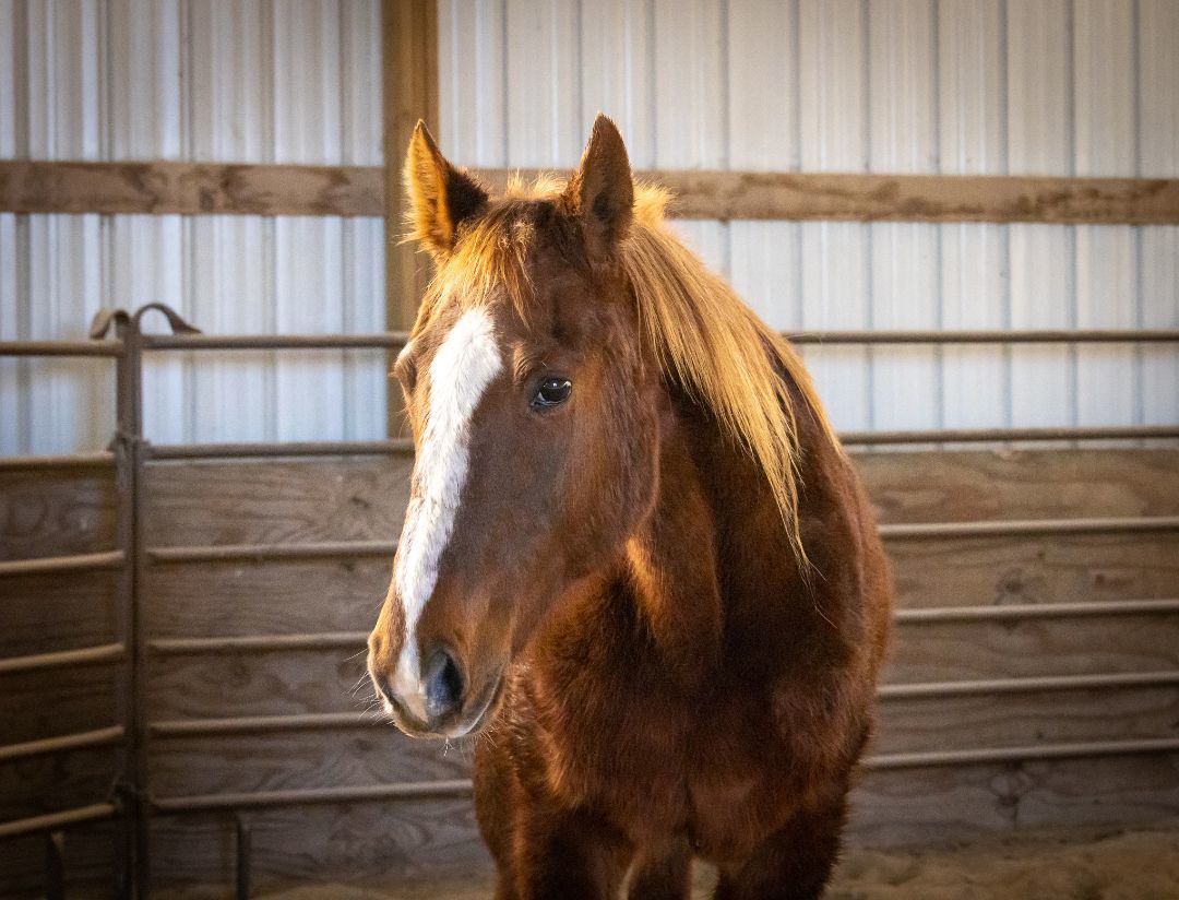 Kate - SPONSORSHIP ONLY, a Adoptable Saddlebred in Elkhart Lake, WI image 3/12