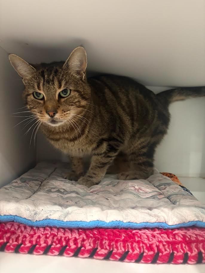 Sandy, Adoptable, Young Female Domestic Short Hair.