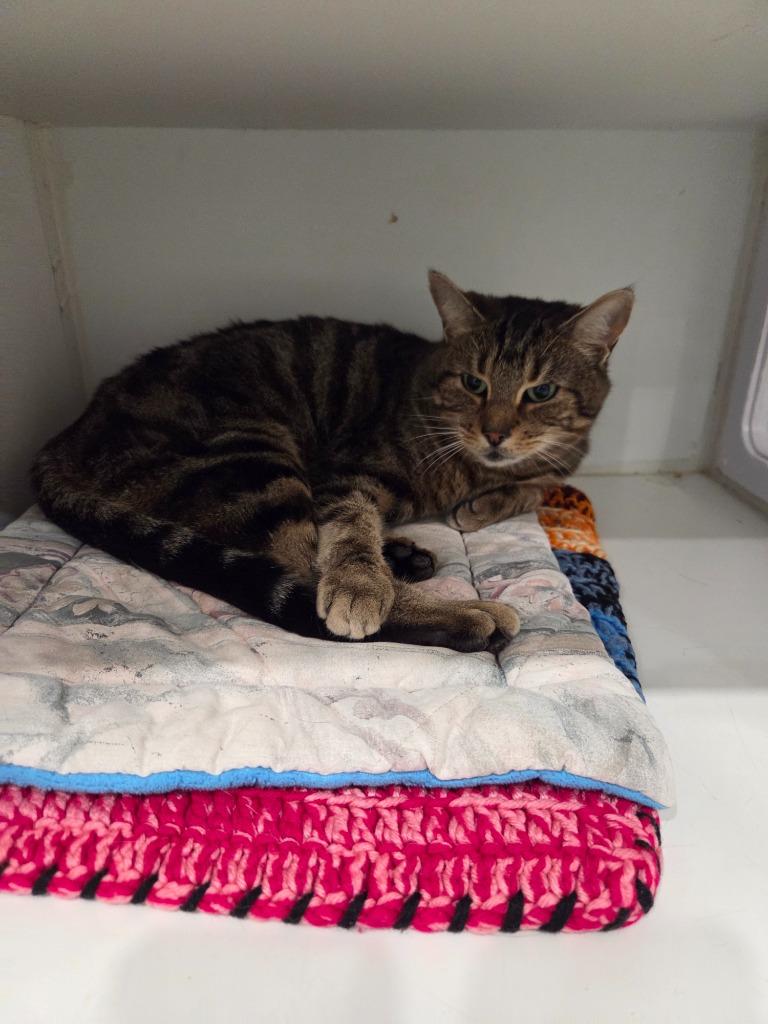Enlarge Sandy, a Adoptable mixed breed in Lunenburg, VT image 2/3