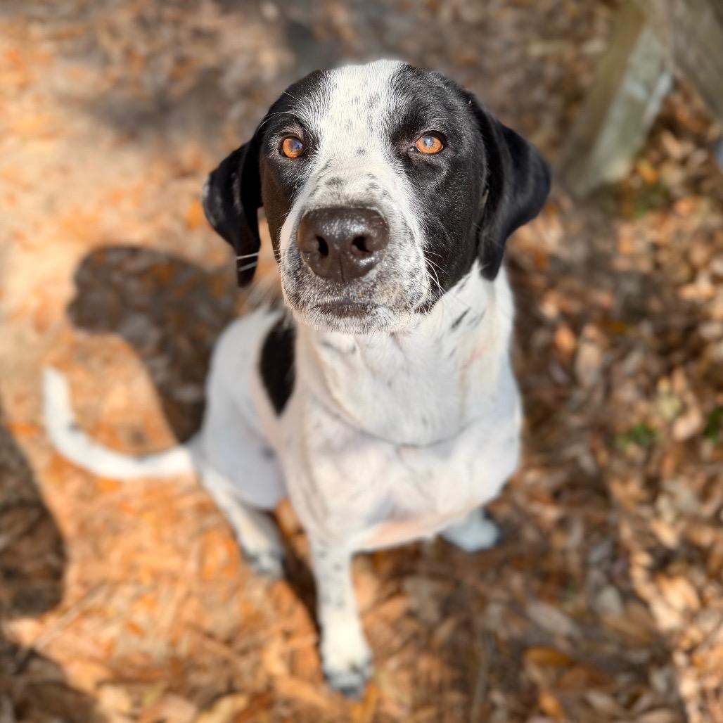 Benny, Adoptable, Adult Male Mixed Breed.