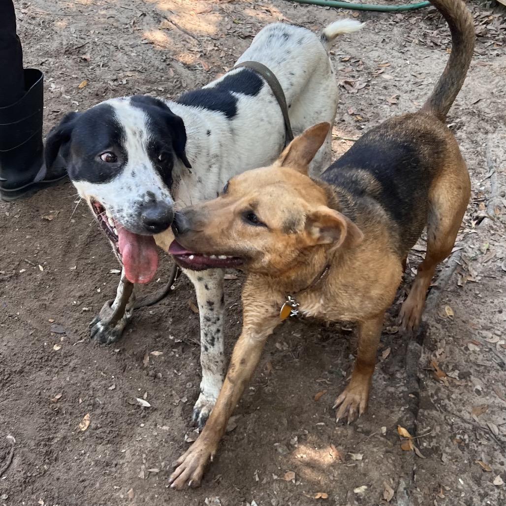 Enlarge Benny, a Adoptable Mixed Breed in Pensacola, FL image 2/6