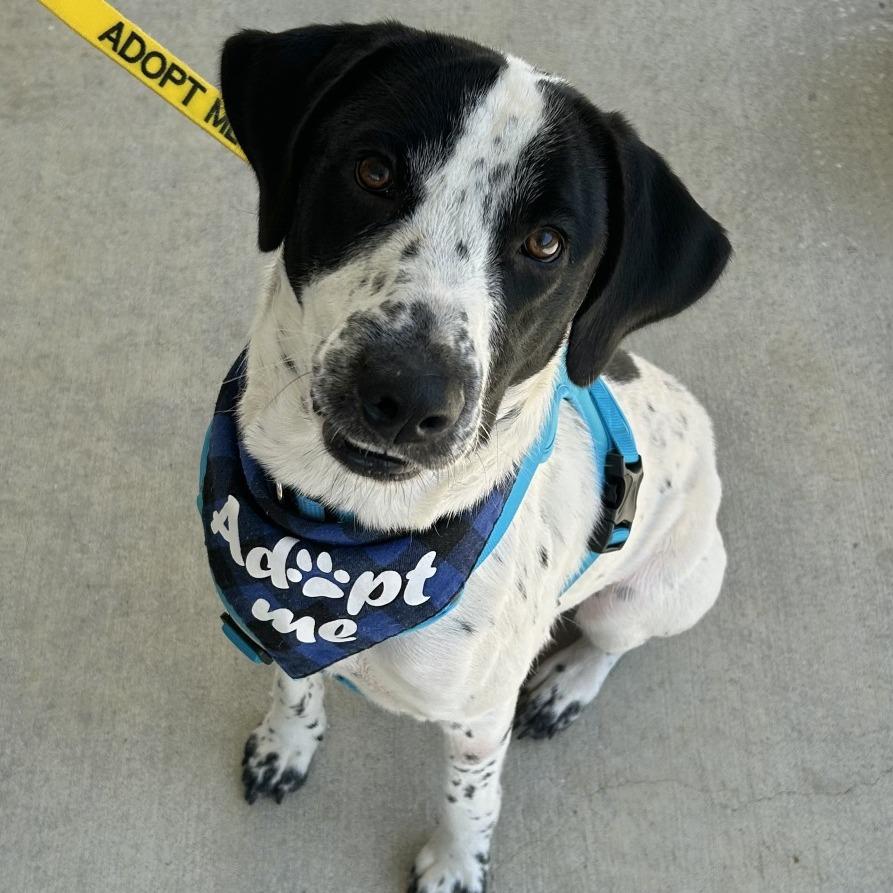 Enlarge Benny, a Adoptable Mixed Breed in Pensacola, FL image 3/6