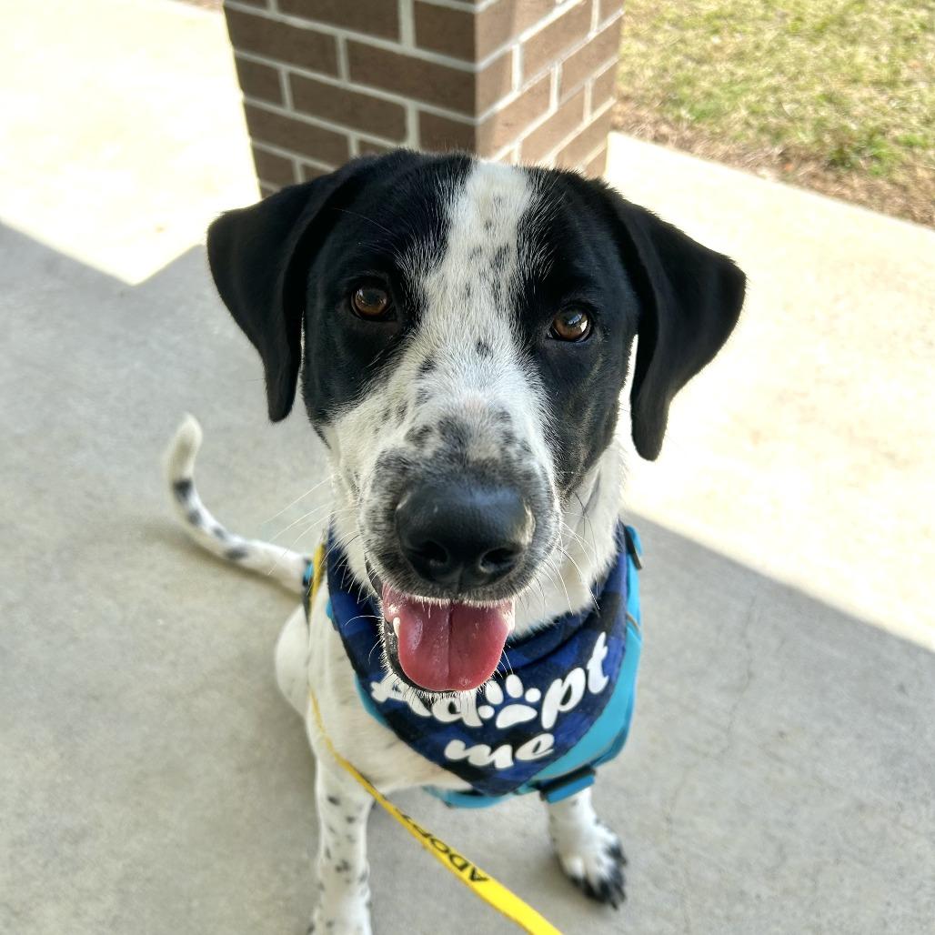 Enlarge Benny, a Adoptable Mixed Breed in Pensacola, FL image 4/6