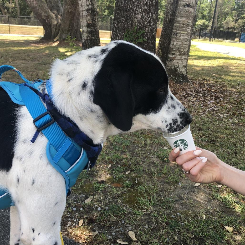 Enlarge Benny, a Adoptable Mixed Breed in Pensacola, FL image 6/6