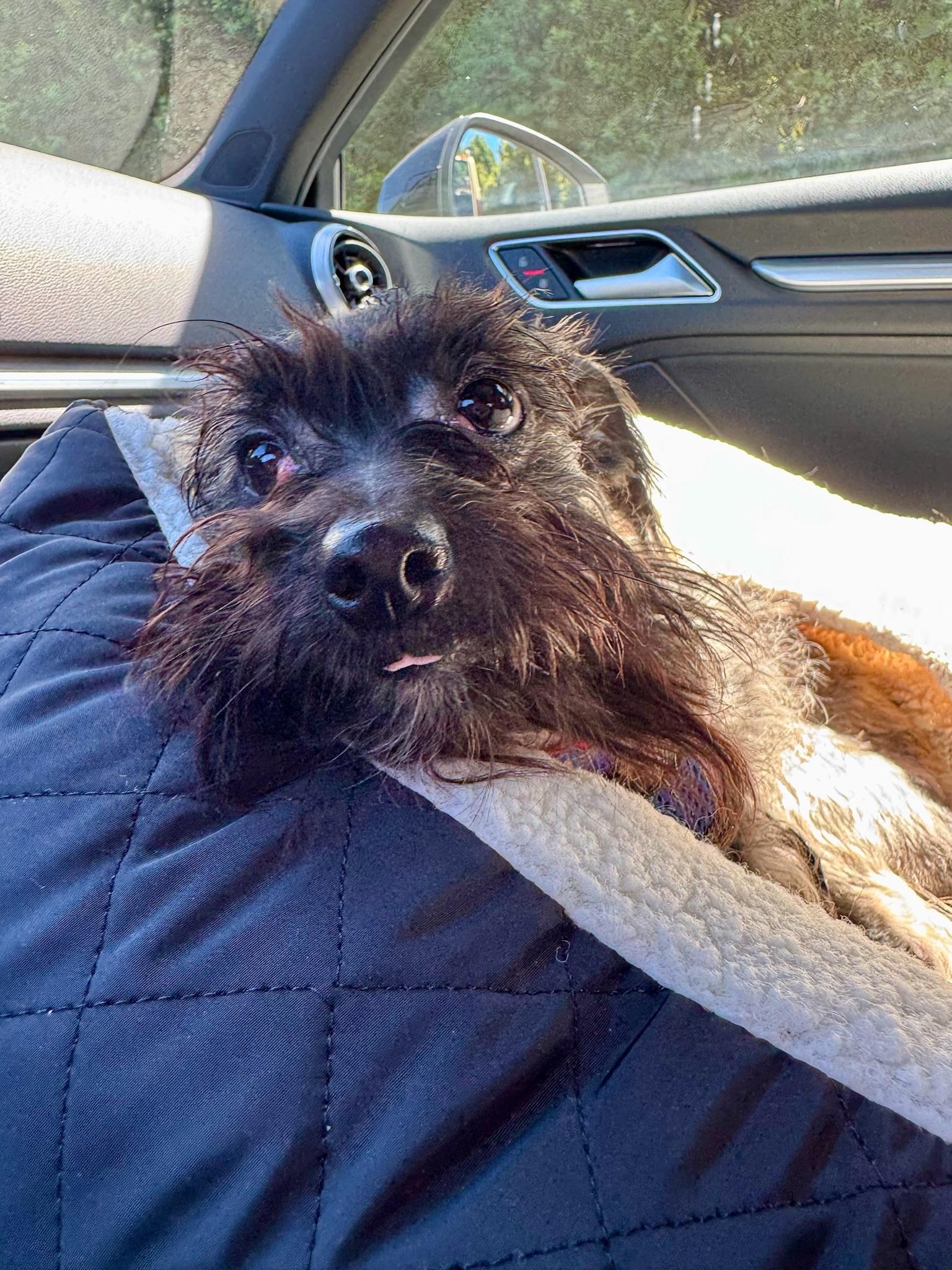 Enlarge Liam, a Adopted mixed breed in sherman oaks, CA image 4/6