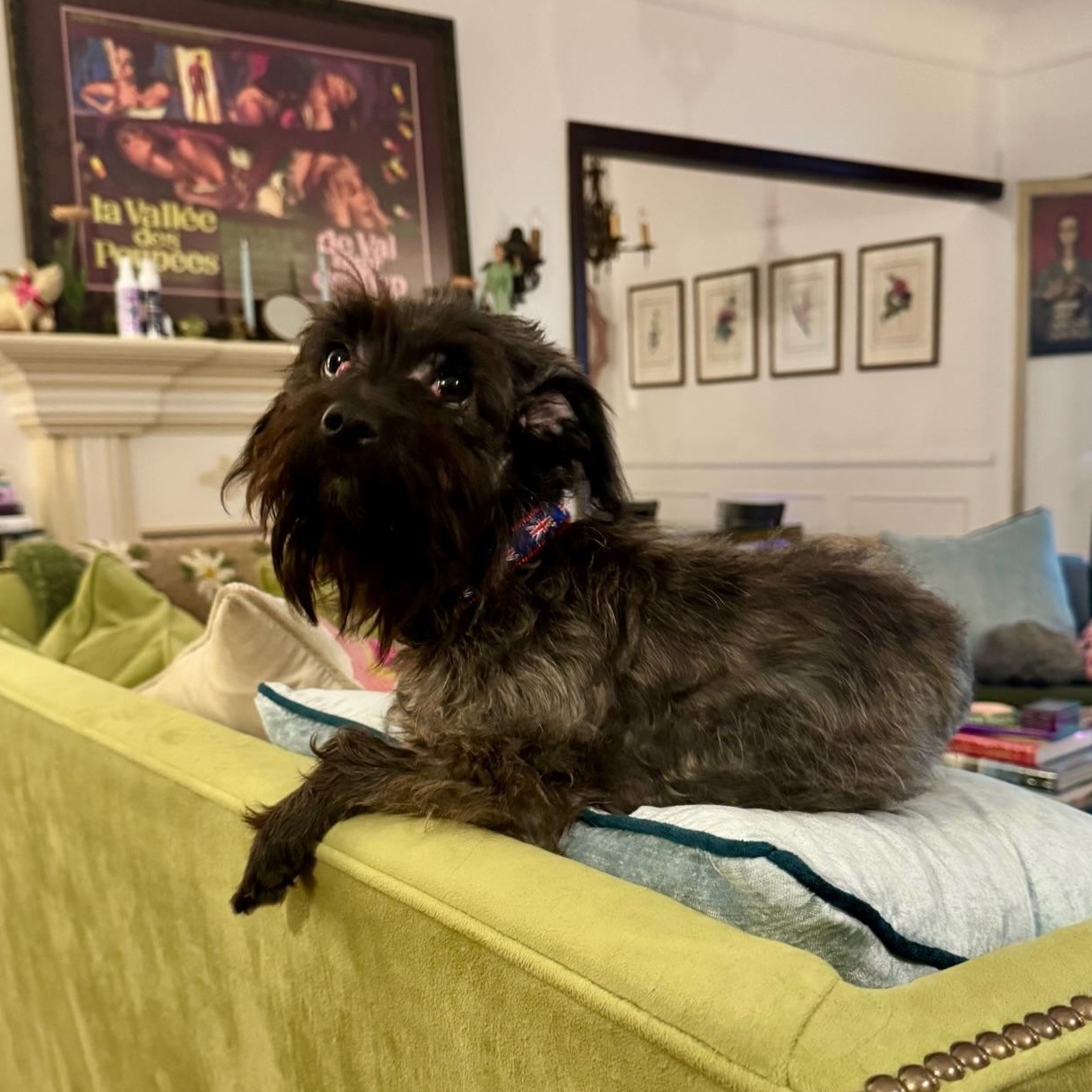 Enlarge Liam, a Adopted mixed breed in sherman oaks, CA image 3/6