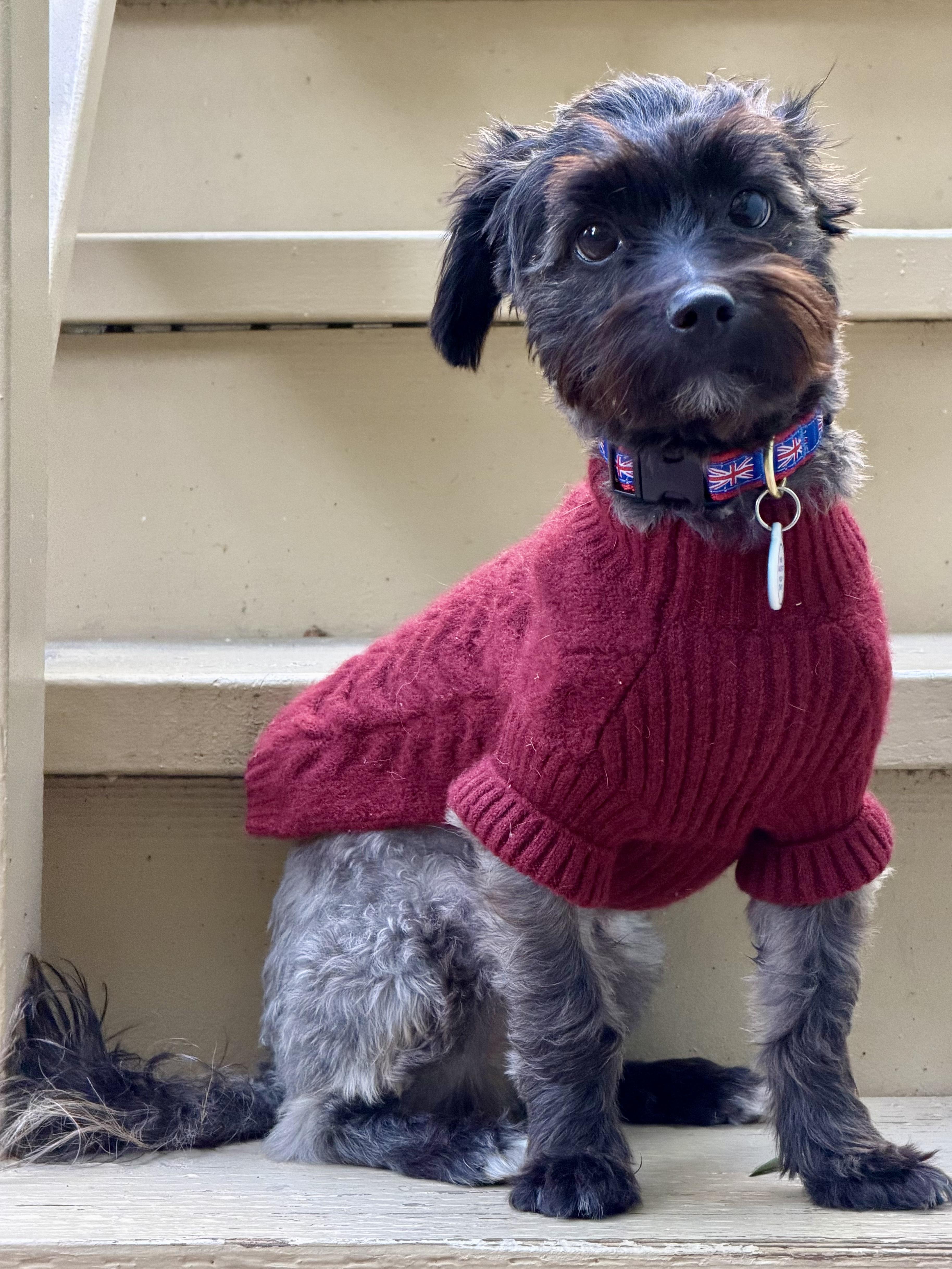 Liam, Adopted, Young Male Cairn Terrier & Terrier.