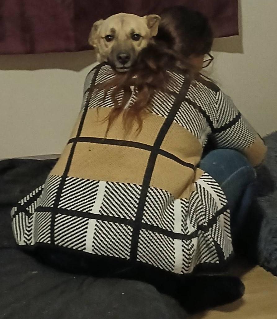 Enlarge Latte, a ADOPTABLE Anatolian Shepherd in Roanoke, VA image 3/4