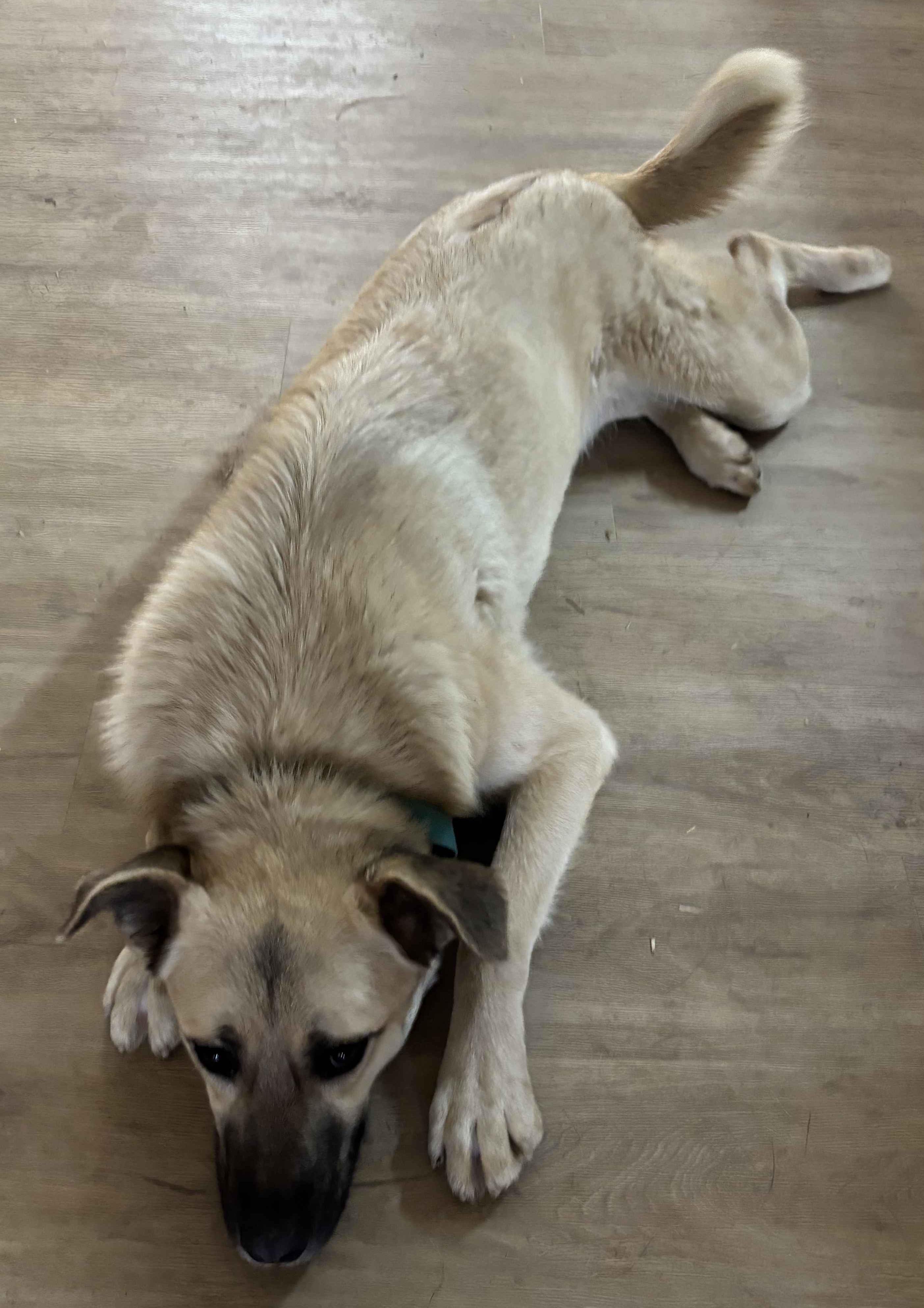 Enlarge Latte, a ADOPTABLE Anatolian Shepherd in Roanoke, VA image 4/4