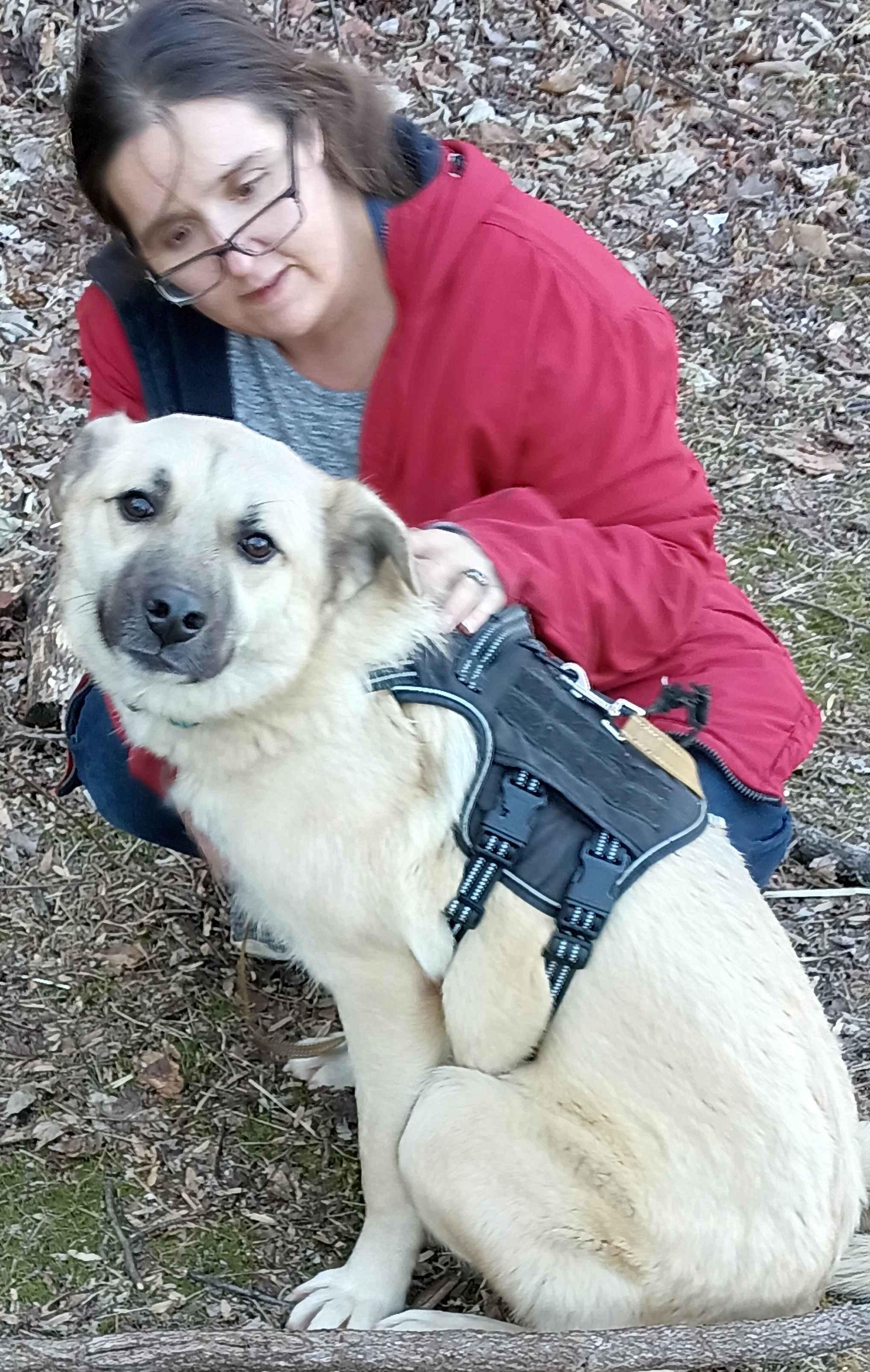 Enlarge Latte, a ADOPTABLE Anatolian Shepherd in Roanoke, VA image 1/4