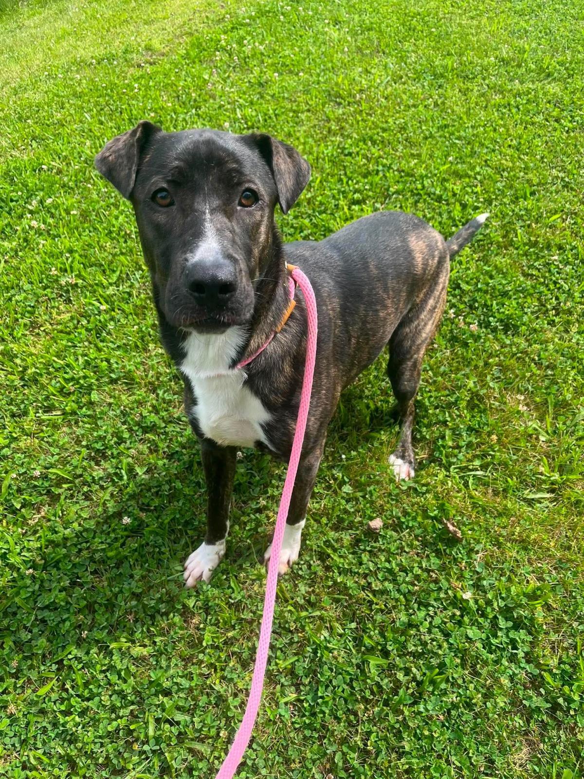 Enlarge Zuma, a Adoptable mixed breed in Front Royal, VA image 1/1