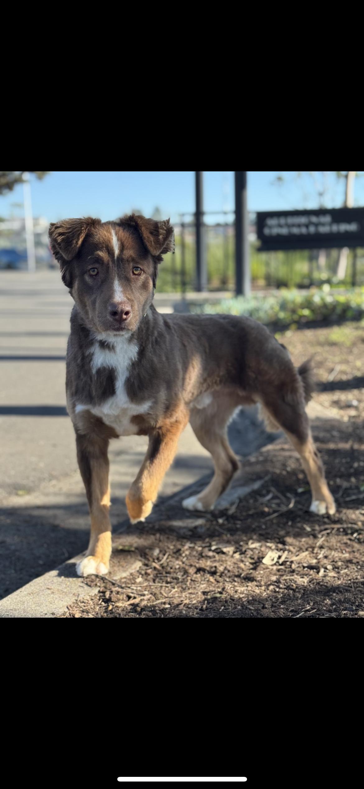 Enlarge Periwinkle , a Adoptable mixed breed in Hamden, CT image 2/4