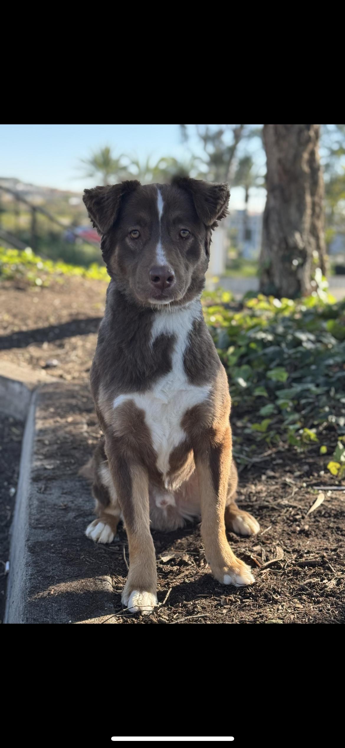 Enlarge Periwinkle , a Adoptable mixed breed in Hamden, CT image 3/4