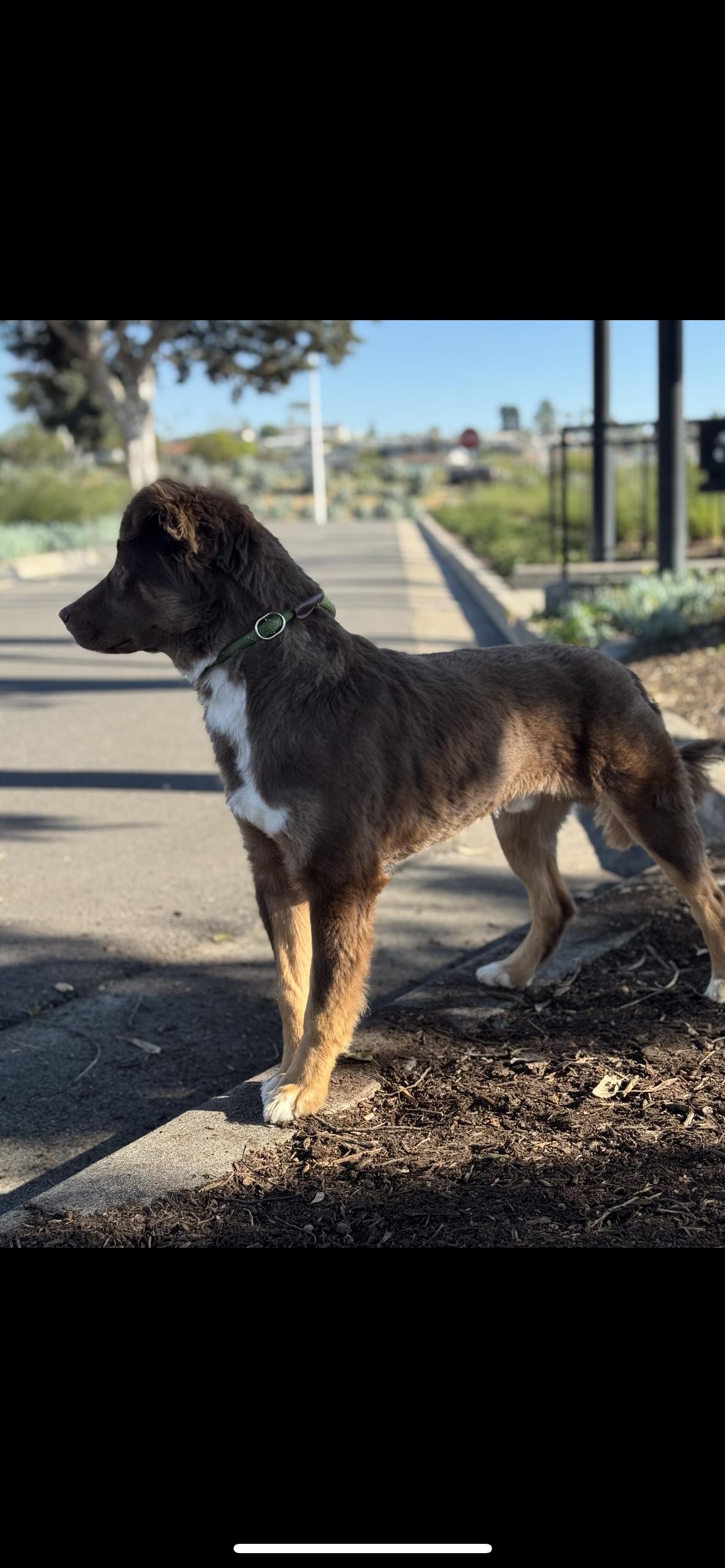 Enlarge Periwinkle , a Adoptable mixed breed in Hamden, CT image 4/4