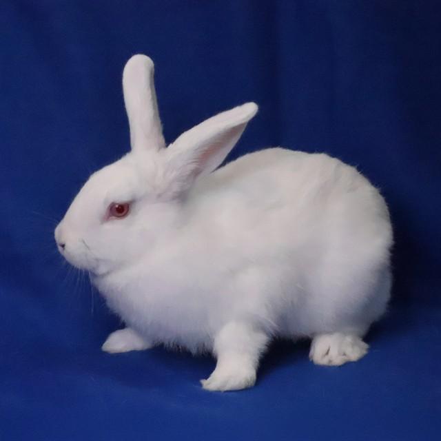 DELILAH, Adoptable, Adult Female Bunny Rabbit.