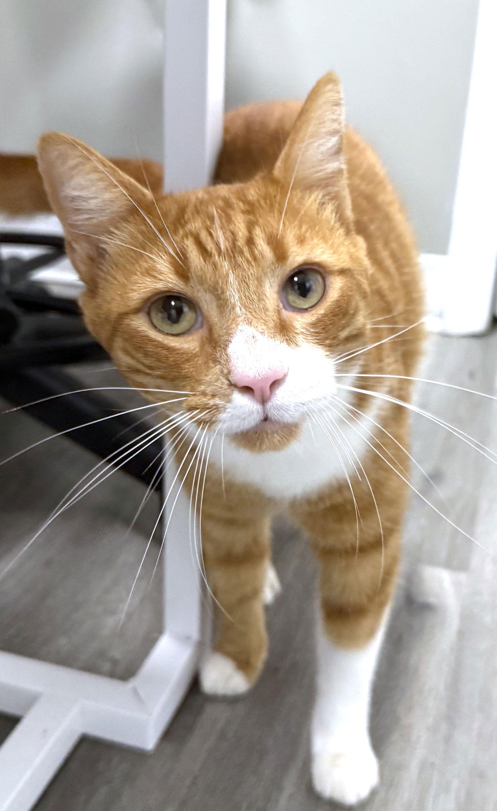 Tater Todd, Adoptable, Young Male Domestic Short Hair.