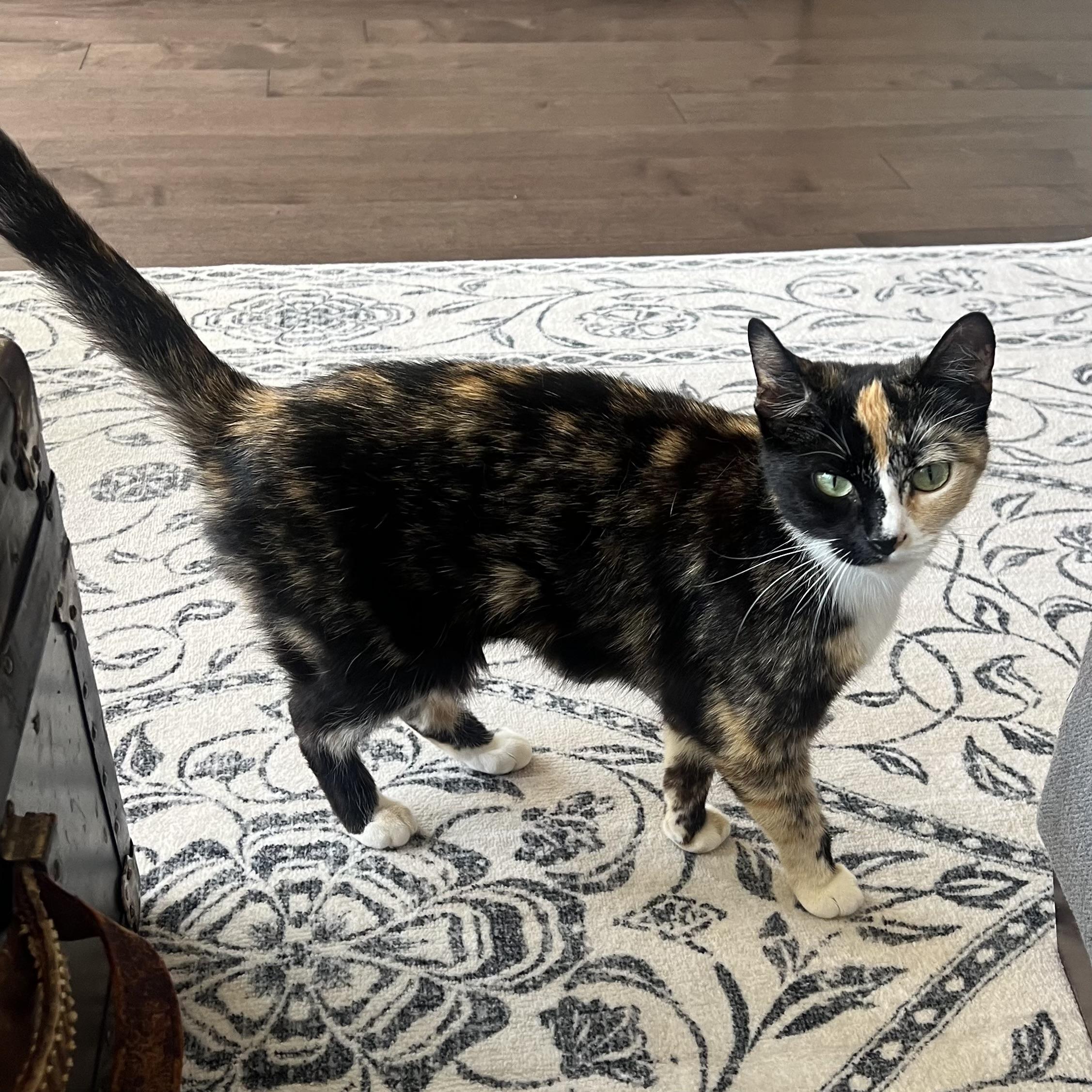 Enlarge Calliope (Callie), an adopted Domestic Short Hair in Washington, DC image 2/6