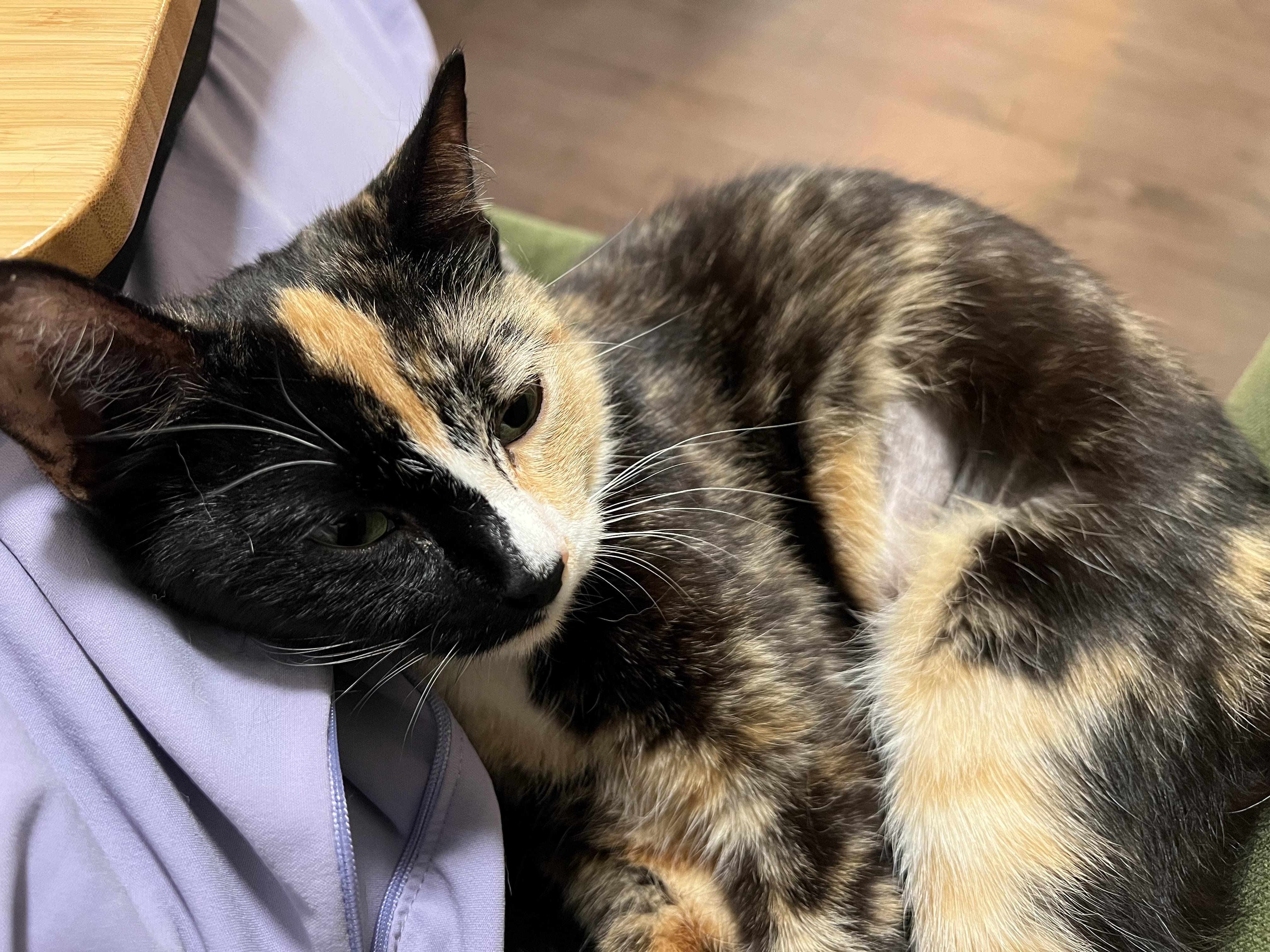 Enlarge Calliope (Callie), an adopted Domestic Short Hair in Washington, DC image 4/6