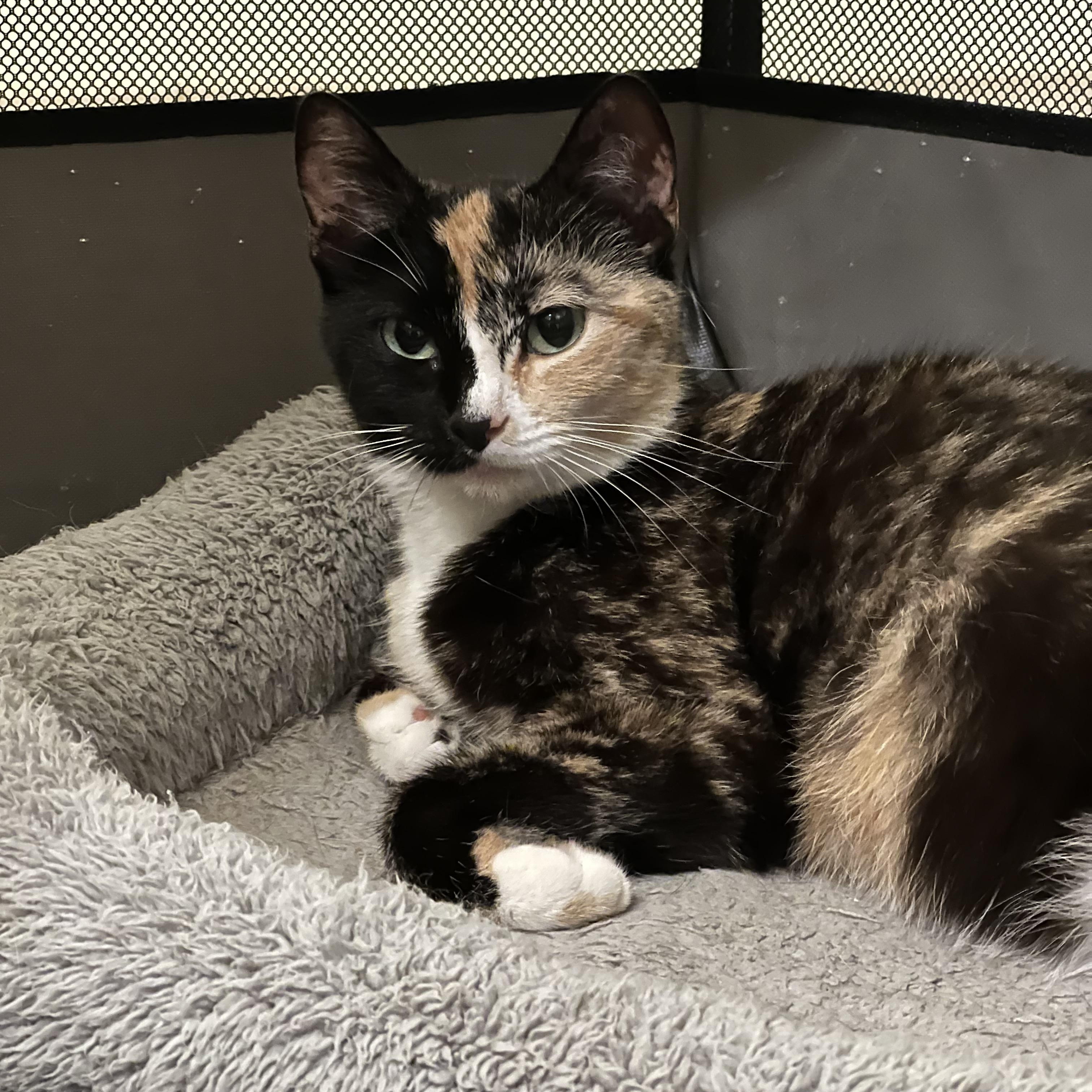 Enlarge Calliope (Callie), an adopted Domestic Short Hair in Washington, DC image 5/6