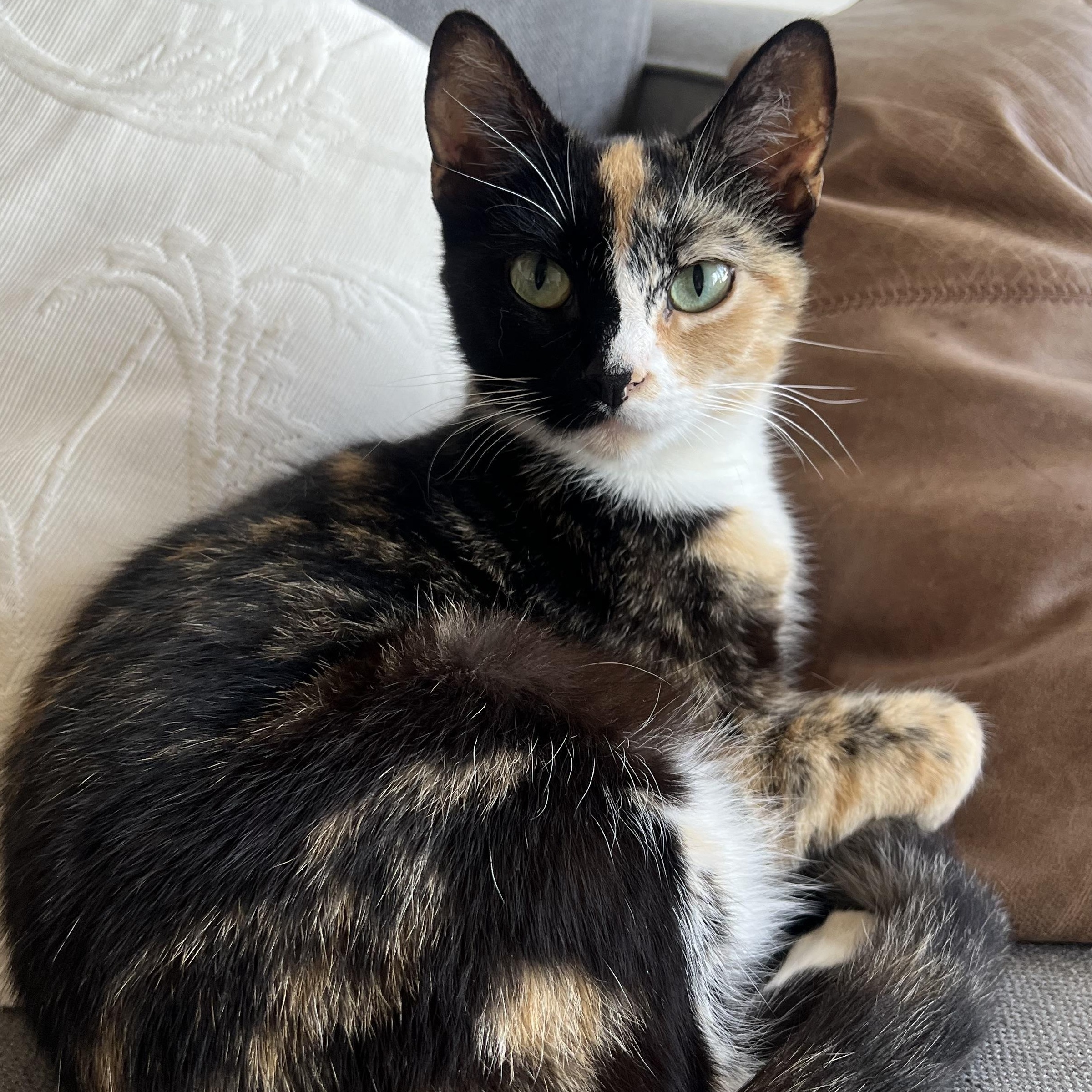 Enlarge Calliope (Callie), an adopted Domestic Short Hair in Washington, DC image 1/6