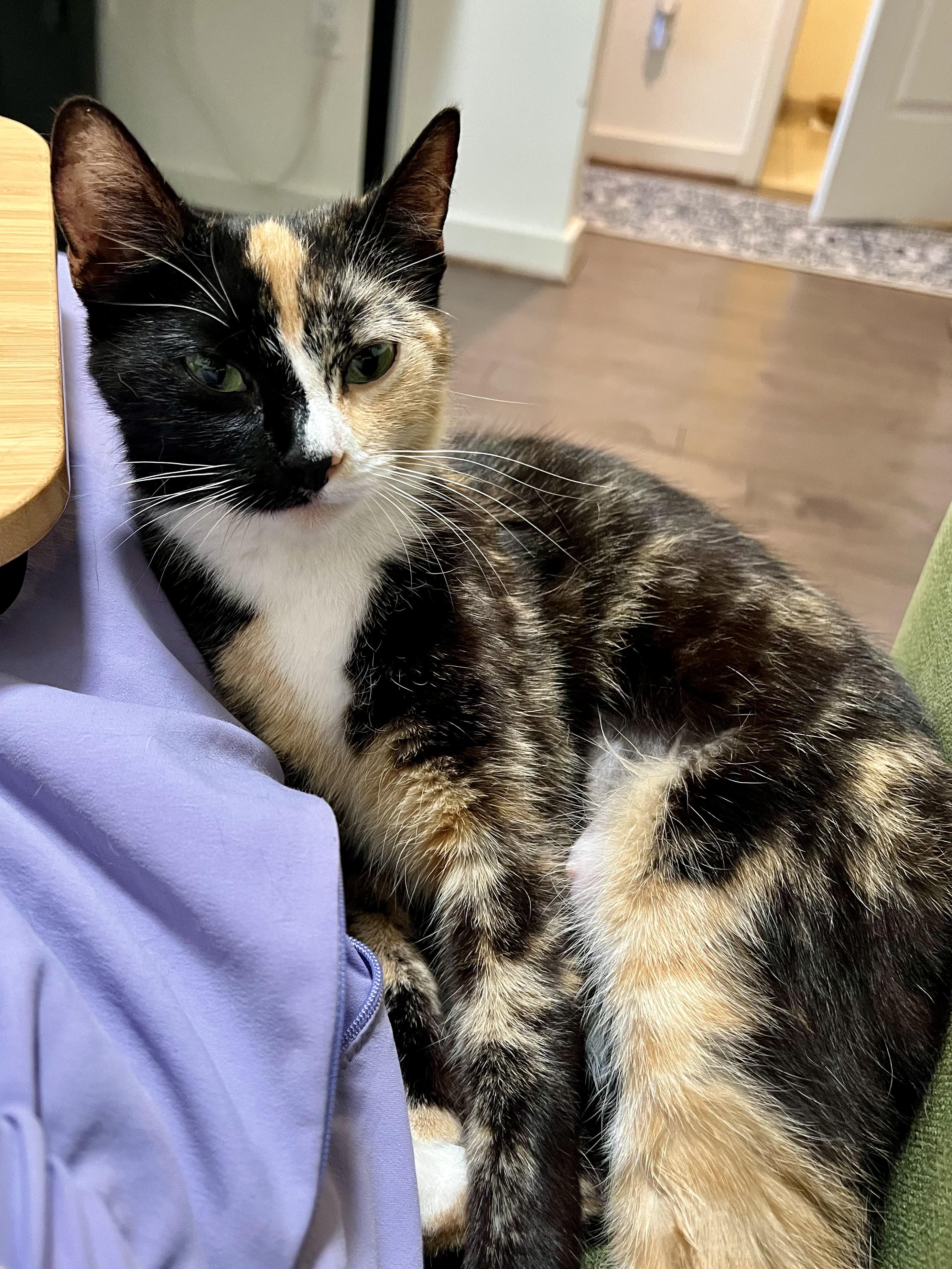 Enlarge Calliope (Callie), an adopted Domestic Short Hair in Washington, DC image 3/6