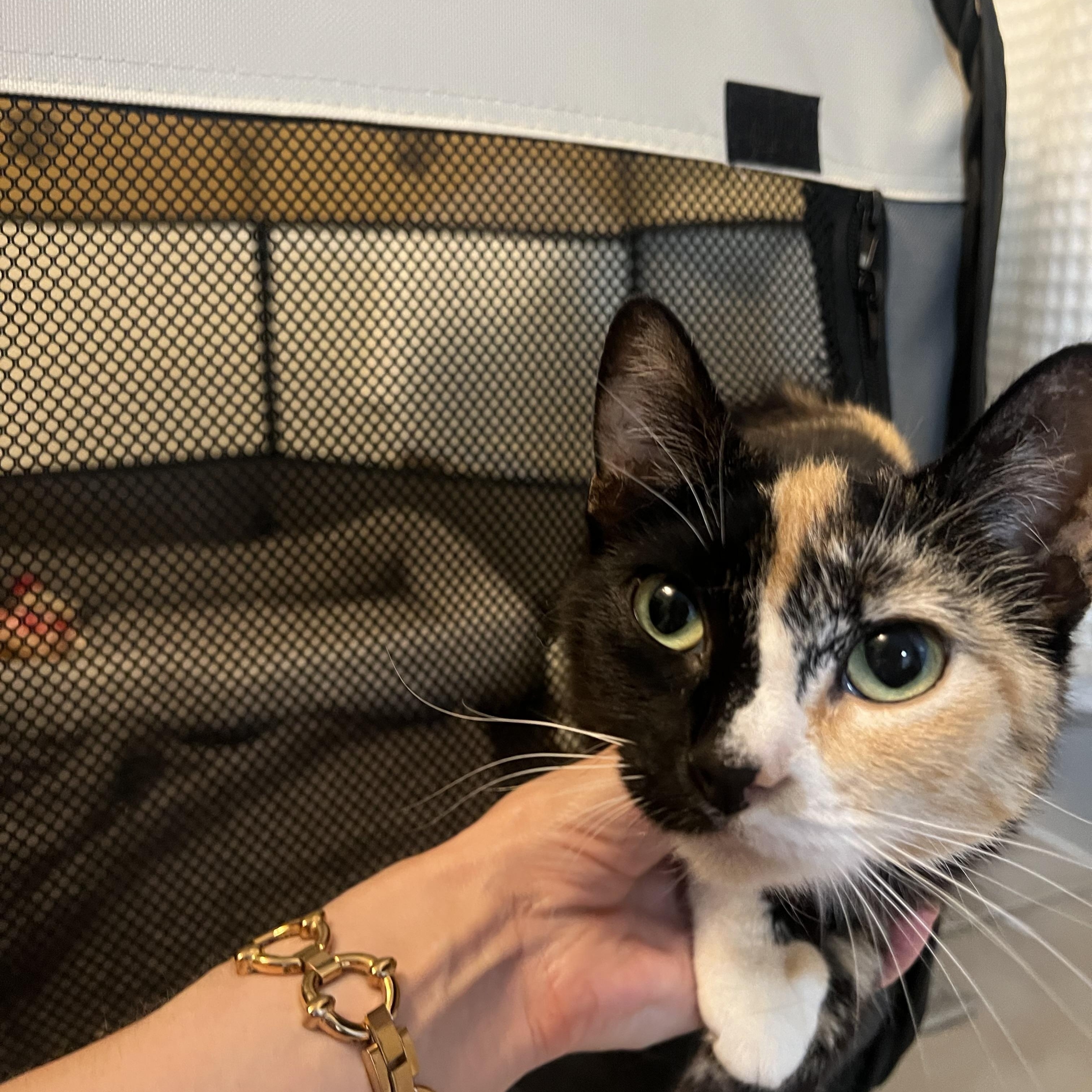 Enlarge Calliope (Callie), an adopted Domestic Short Hair in Washington, DC image 6/6