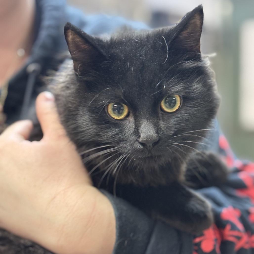 Enlarge Lovebug, a Adoptable mixed breed in Bullhead City, AZ image 1/1