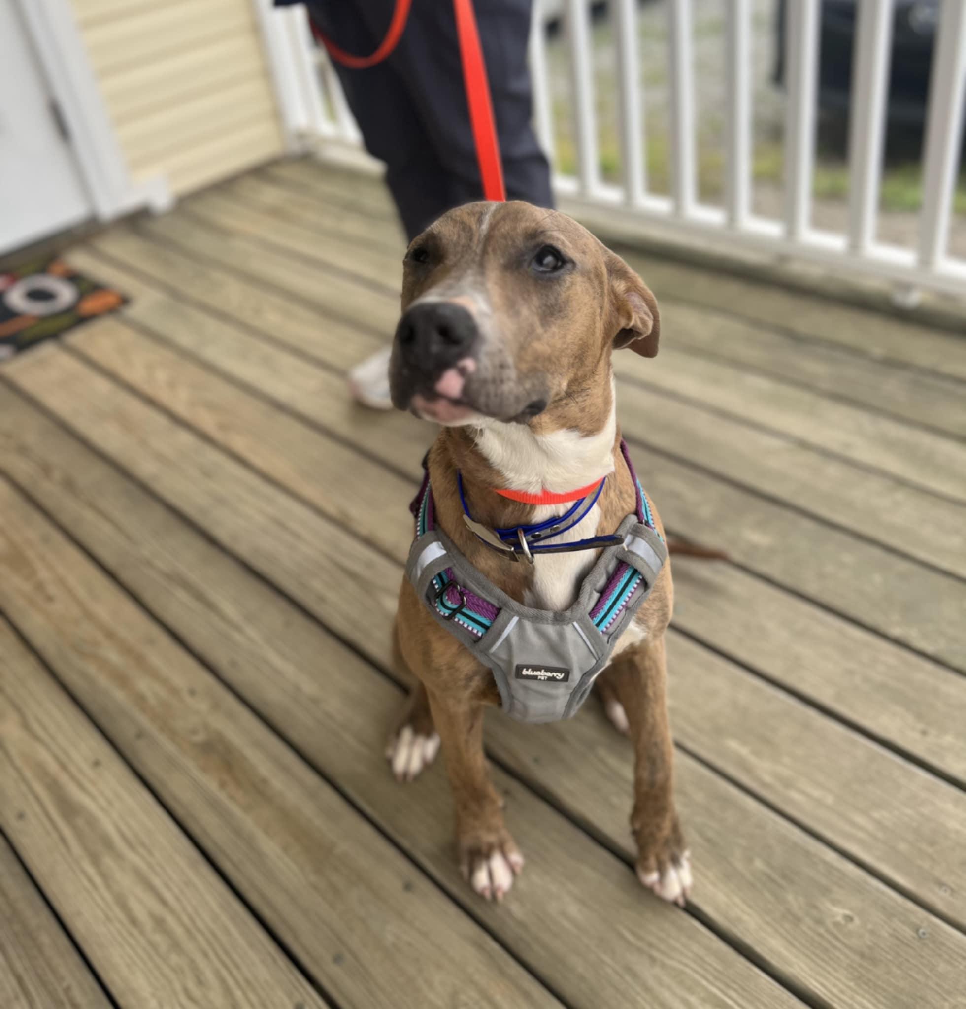 Macy $95, a Adoptable mixed breed in Seneca, SC image 2/6