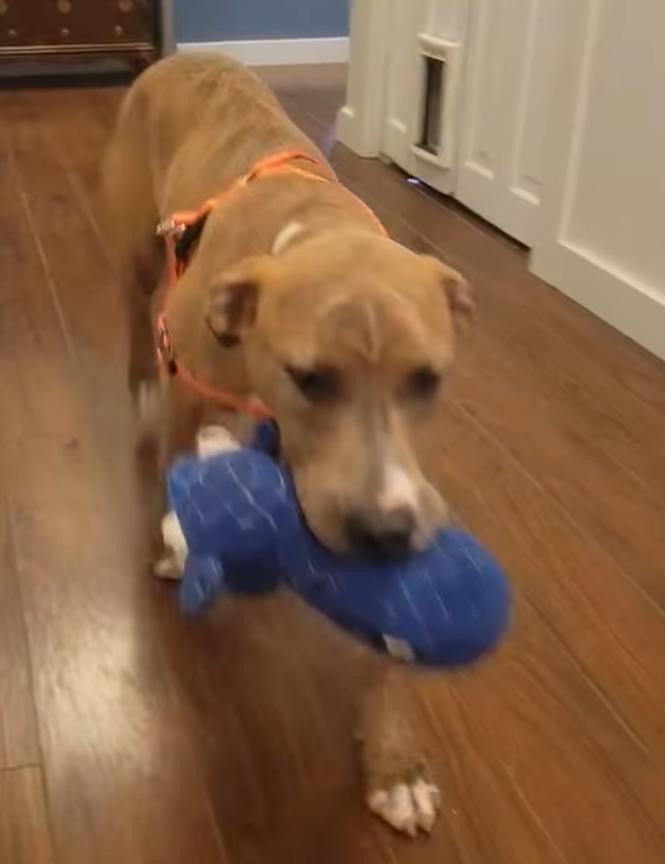 Macy $95, a Adoptable mixed breed in Seneca, SC image 6/6